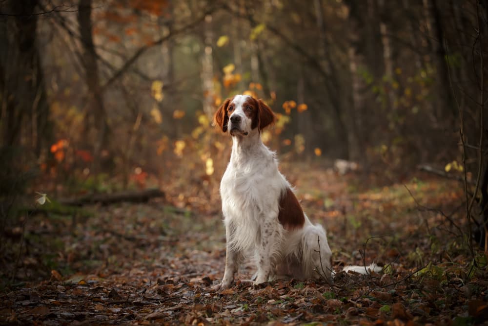 Lyme Disease in Dogs