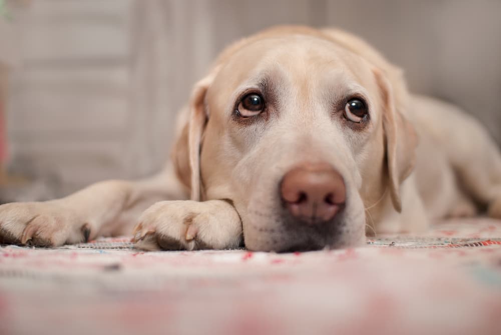 Labrador lying on floor