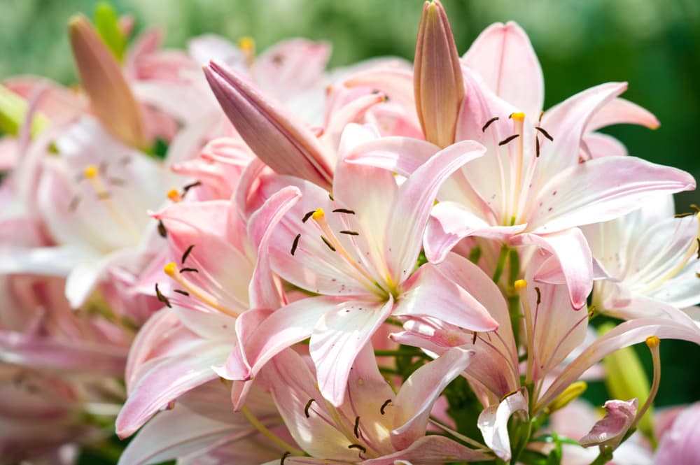 pink Lillies outside