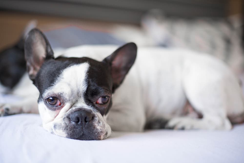 French Bull Dog with swollen face