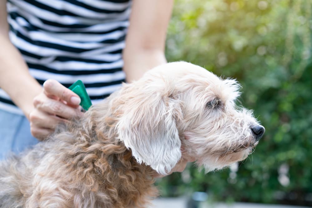 Pet parent giving tick prevention to dog to help prevent lyme disease in dogs