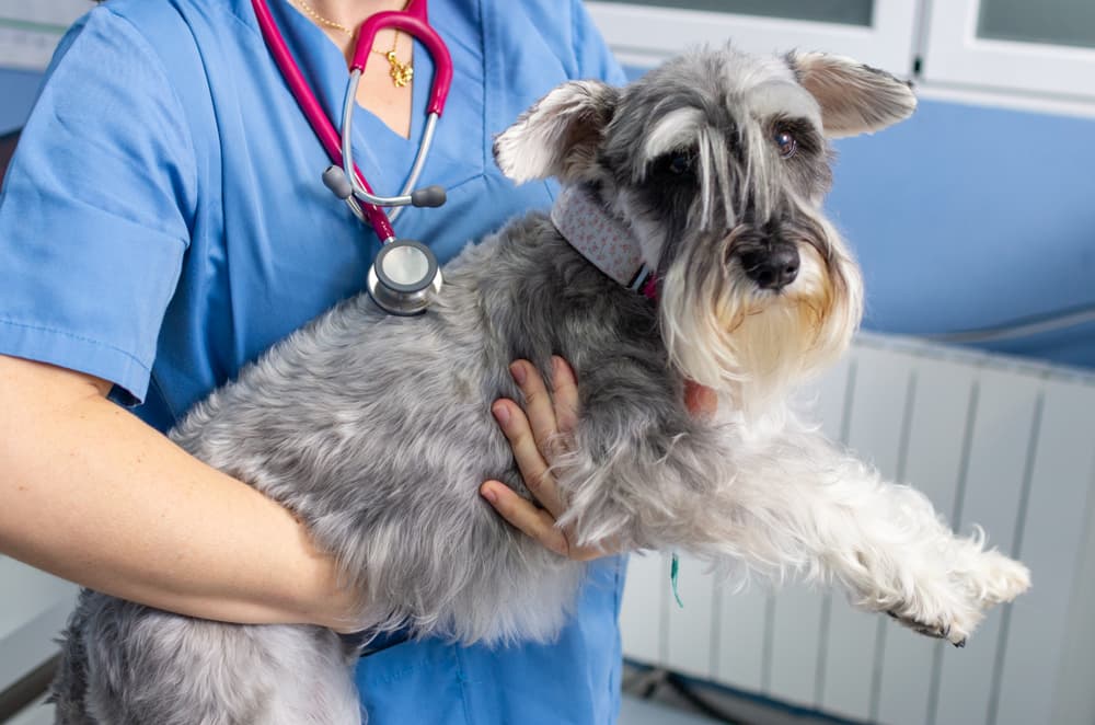 Dog with xylitol poisoning at vet