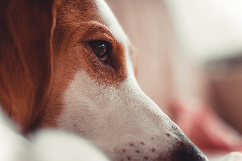 Closeup of dog eye