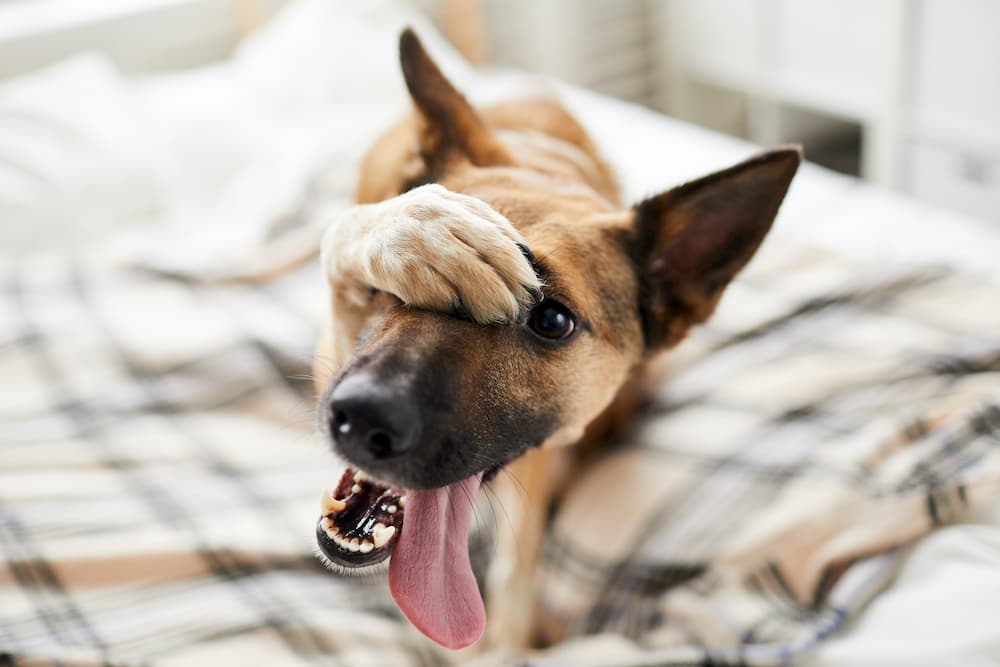 dog learning new trick