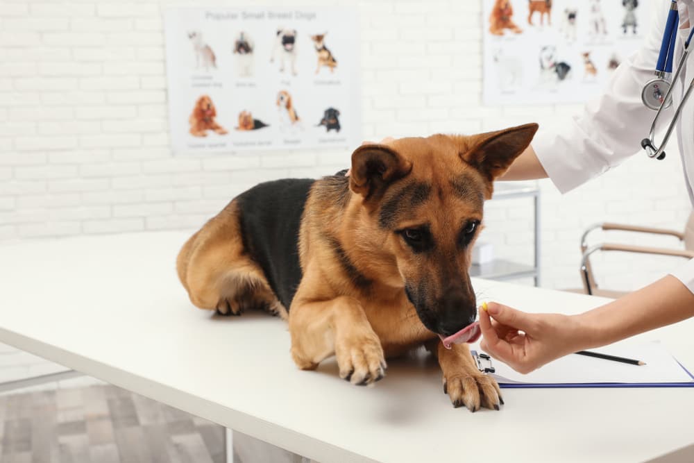 Veterinarian giving a dog a pill
