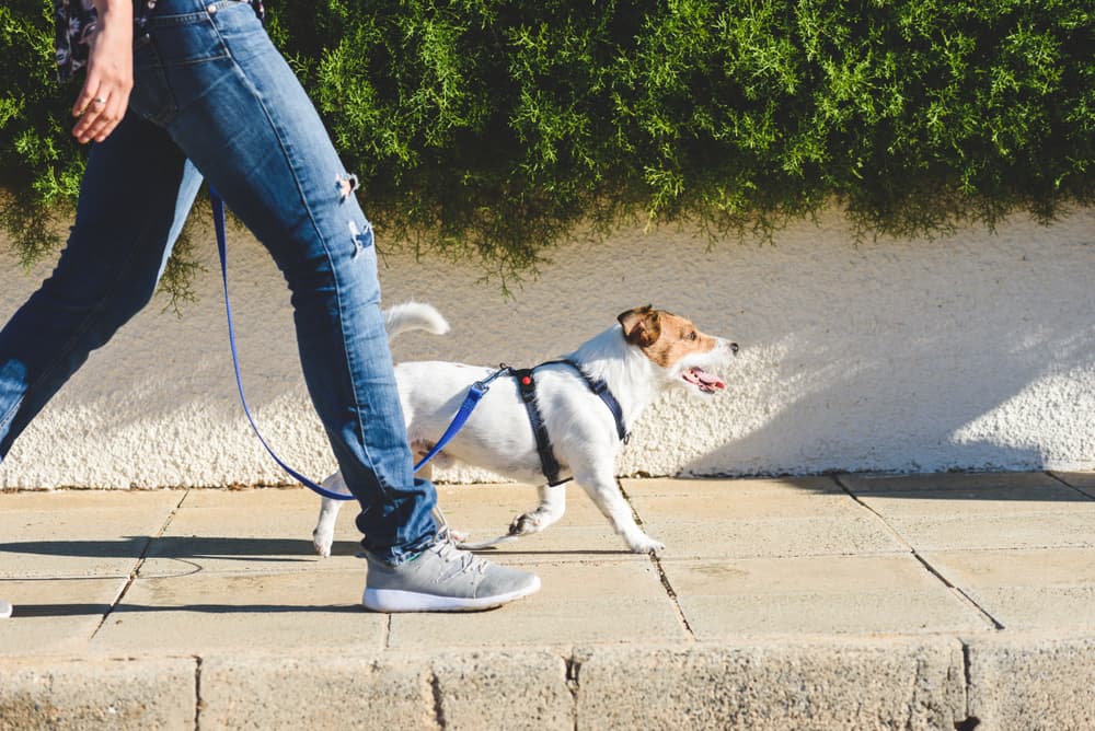 Person walking dog during quarantine