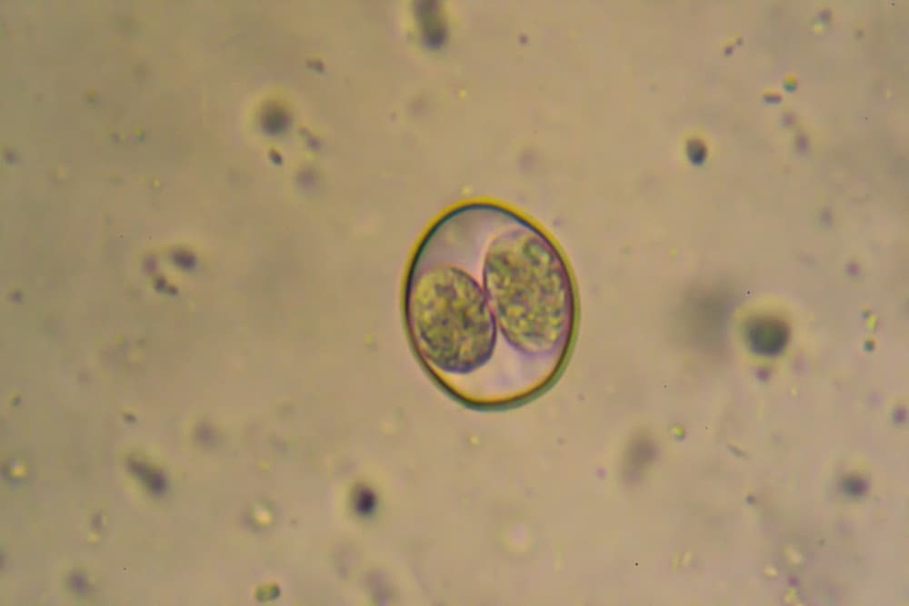 Coccidia parasite that infects dogs