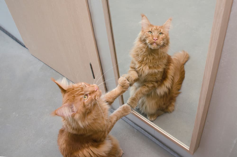 cat scared of mirror