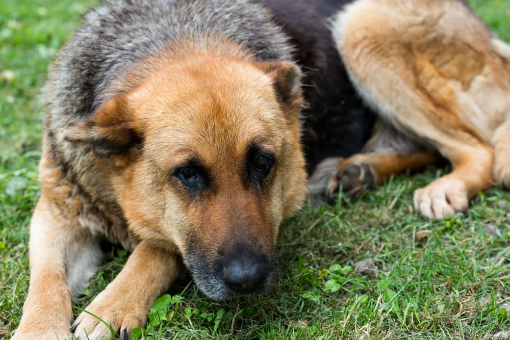 Sick German Shepherd