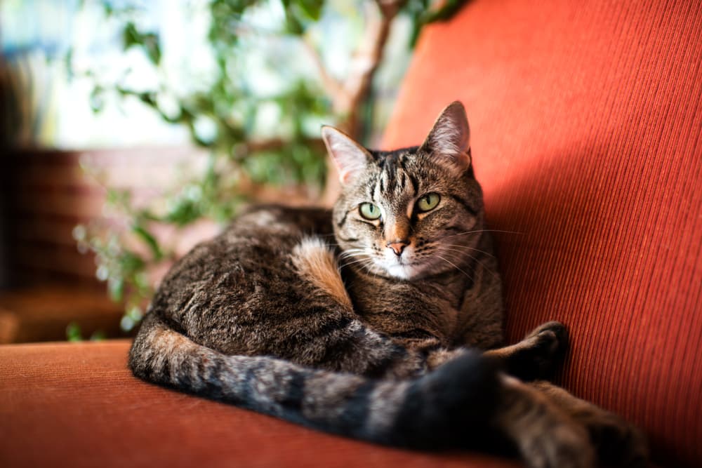 All About Feline Herpes