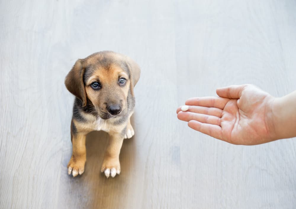 Pet owner giving dog medication