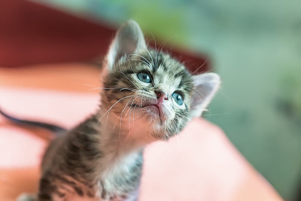 lonely kitten
