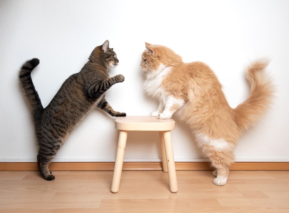 two cats in conflict