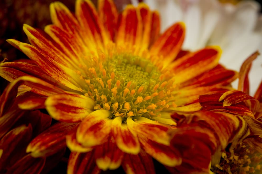 closeup of mum flower