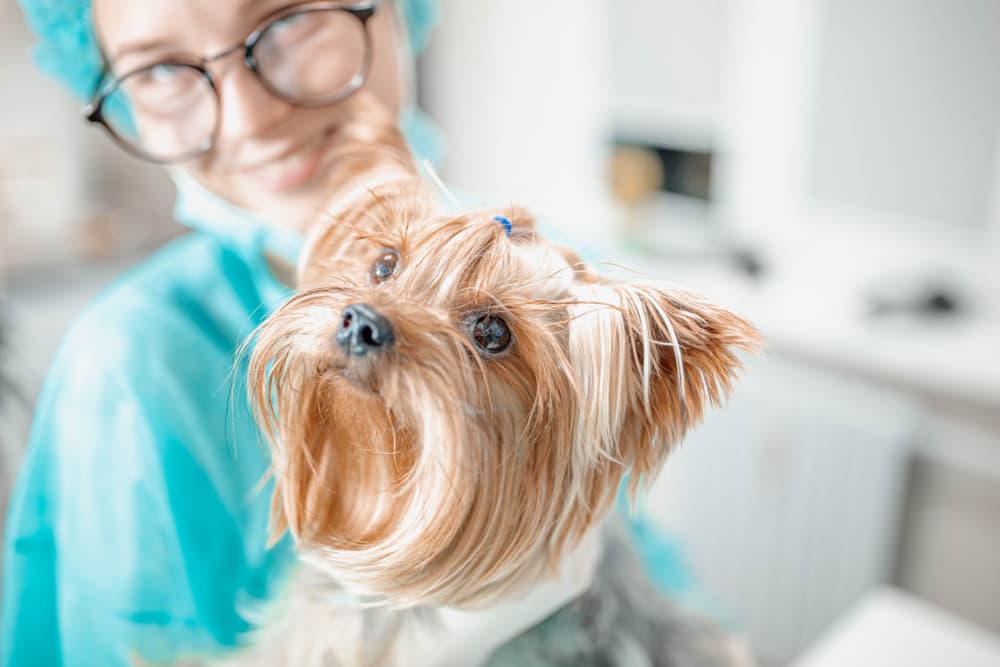 Yorkie dog at vet