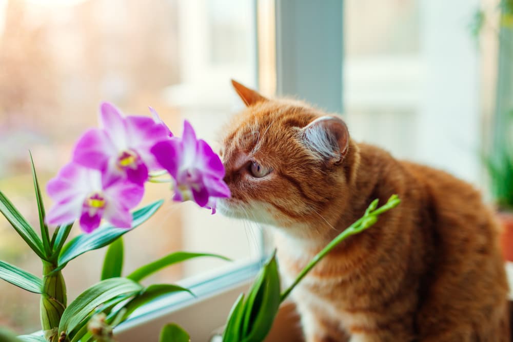 cat smelling orchid flower