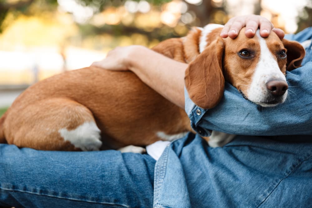 Man hugging dog