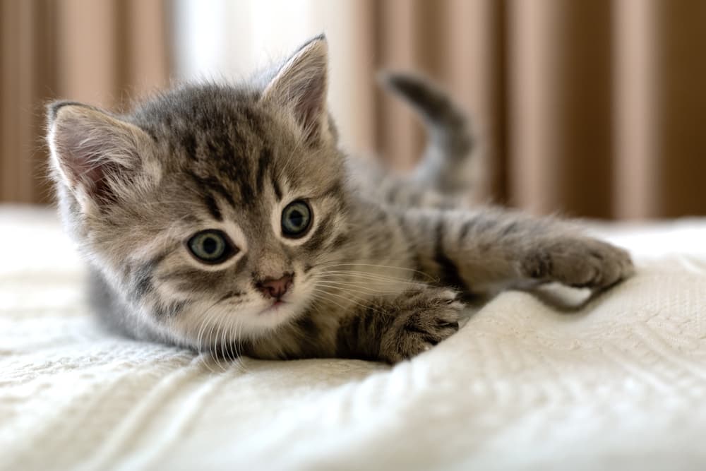 kitten lying on bed