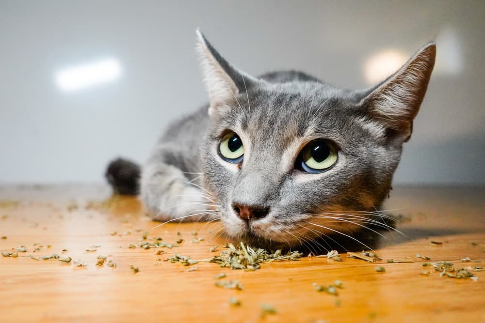 Cat with dried catnip on the floor