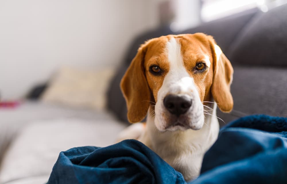Beagle on couch