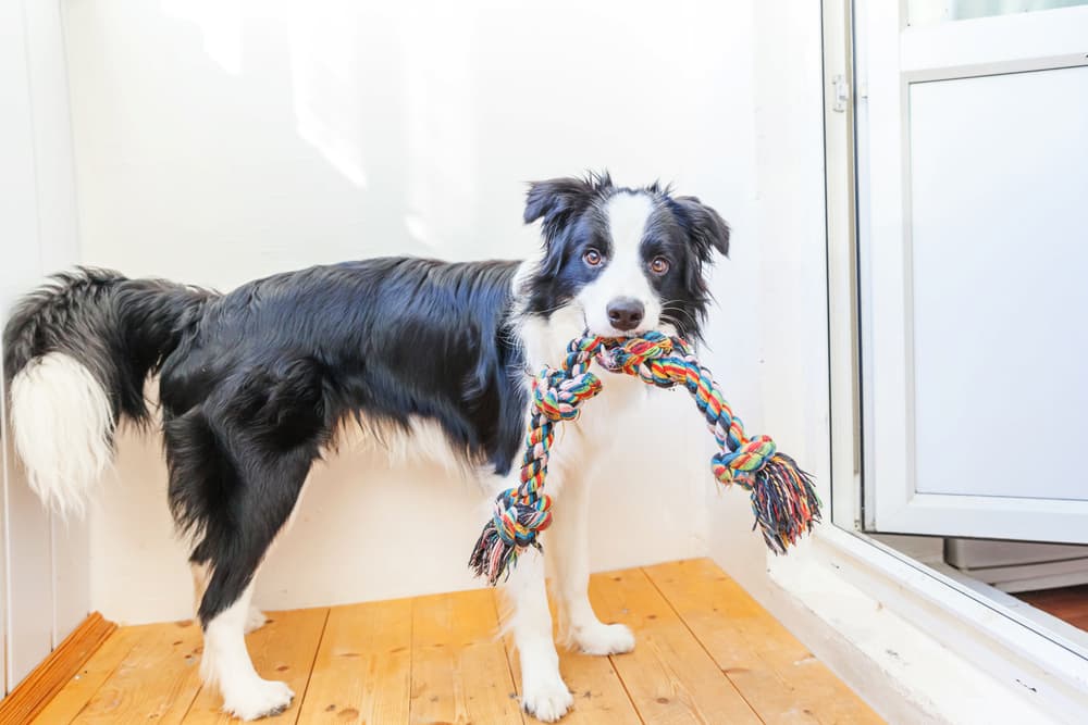 dog with rope toy