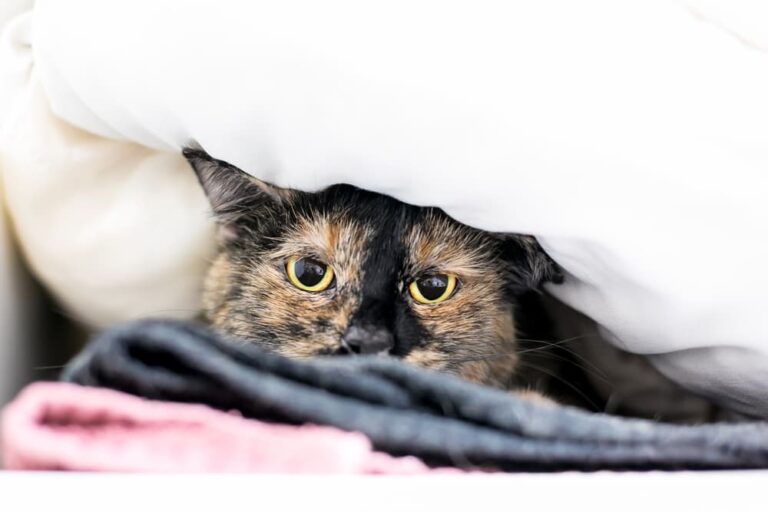 stressed out cat hiding