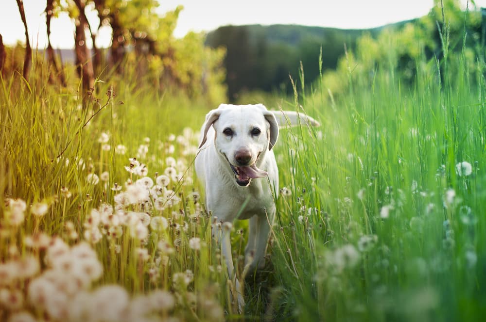 Dog walking through high grass