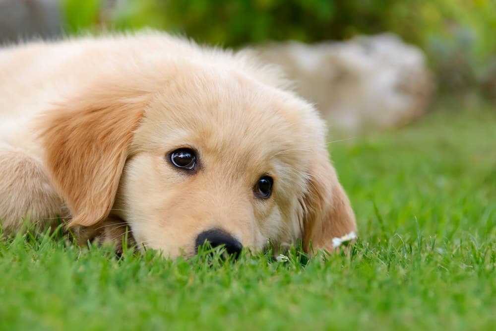 Golden Retriever puppy