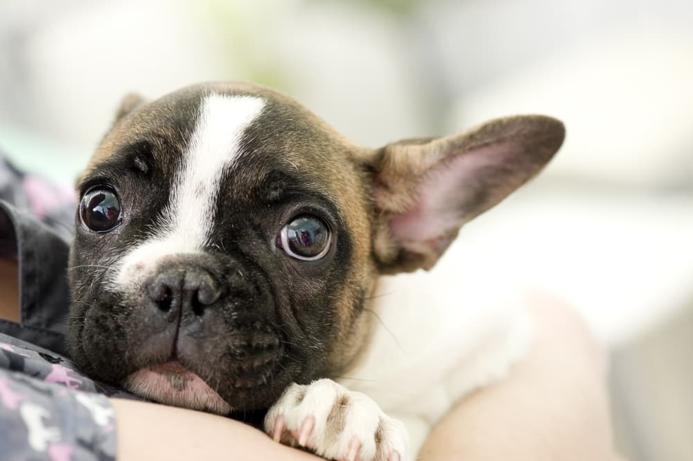 nervous dog being hugged