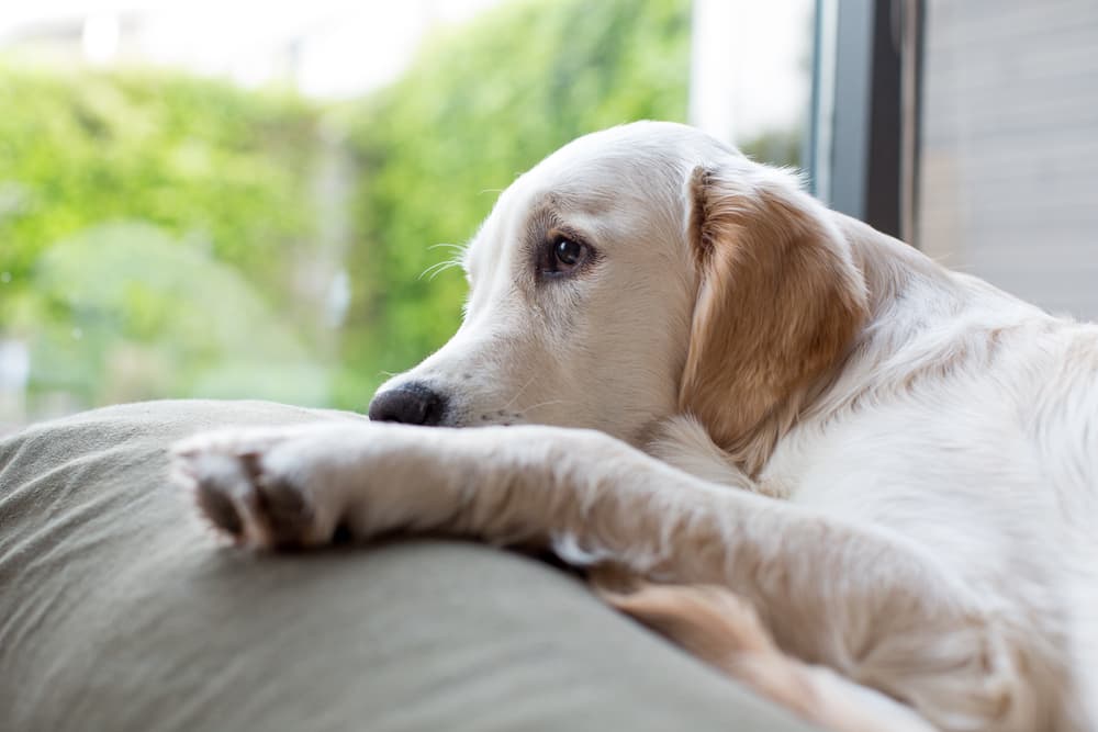 Tired dog looking out window