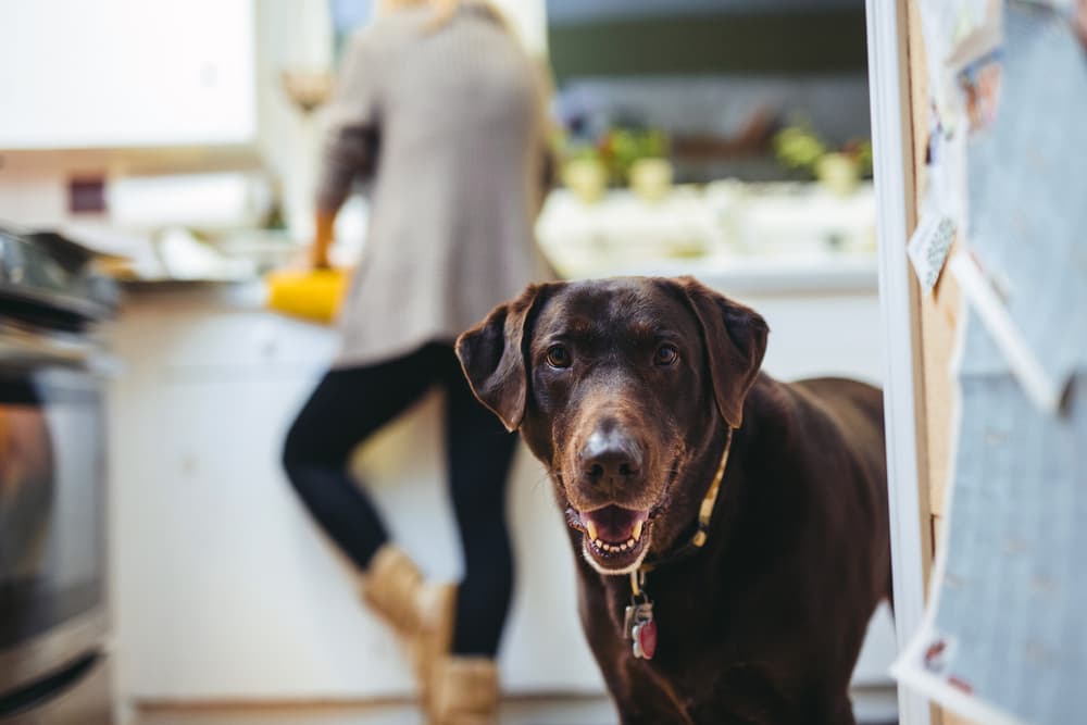 Dog in kitchen