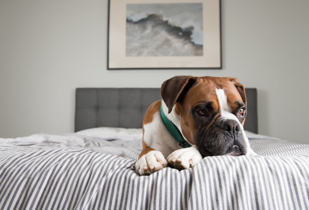 Dilated Cardiomyopathy (DCM) in Dogs