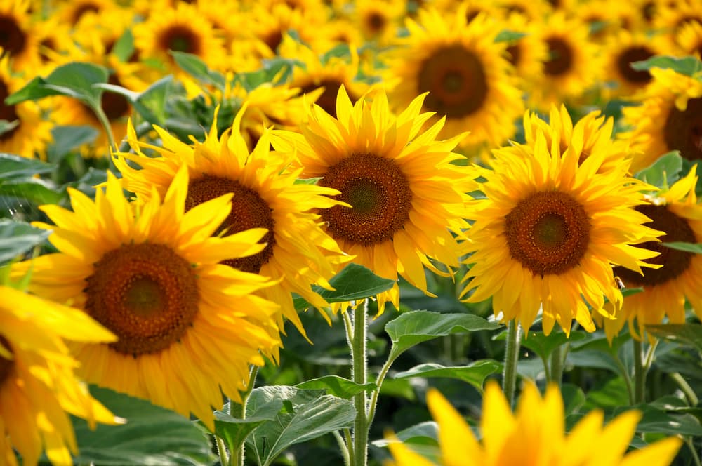 sunflowers in a field