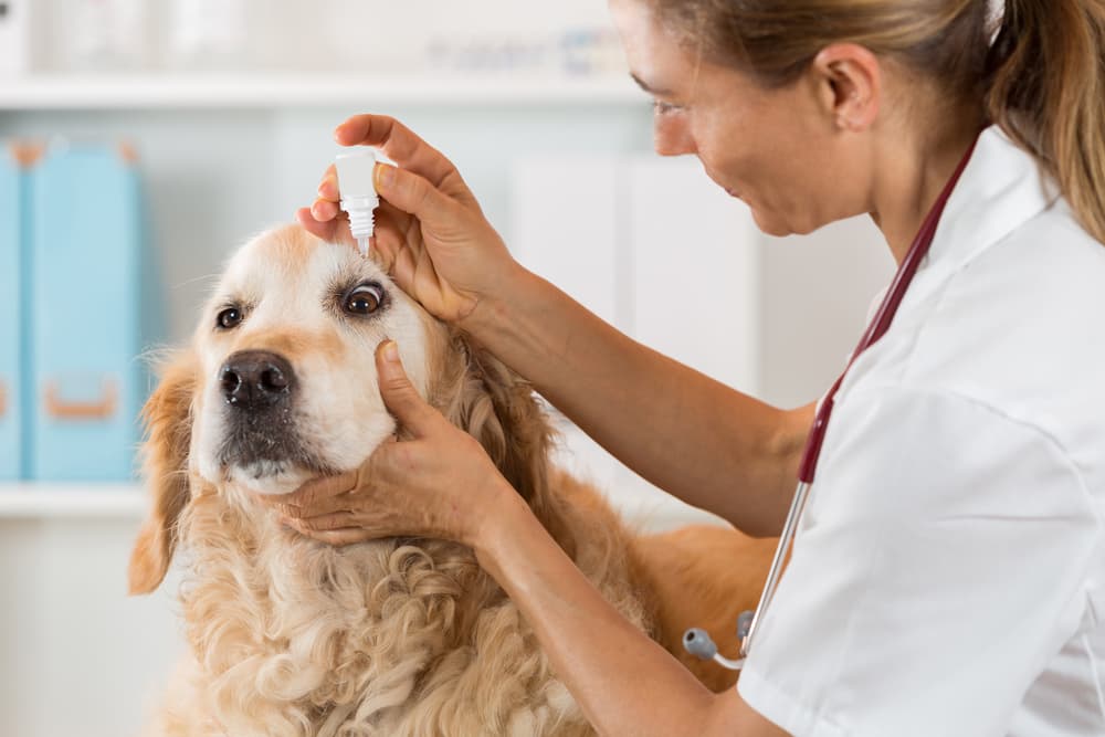 Veterinarian-treating-glaucoma