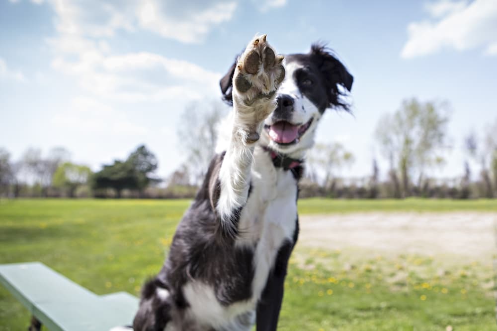 Dog giving high five