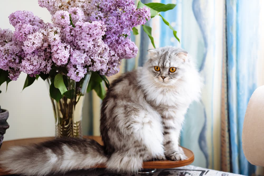 cat with lilac flowers