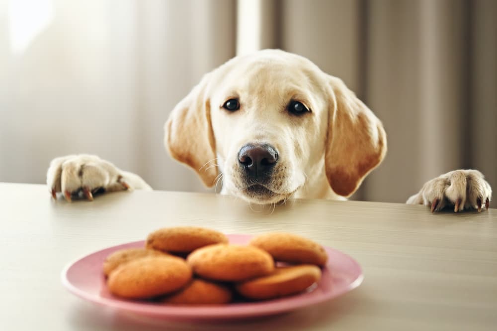 Dog looking at baked goods on counter