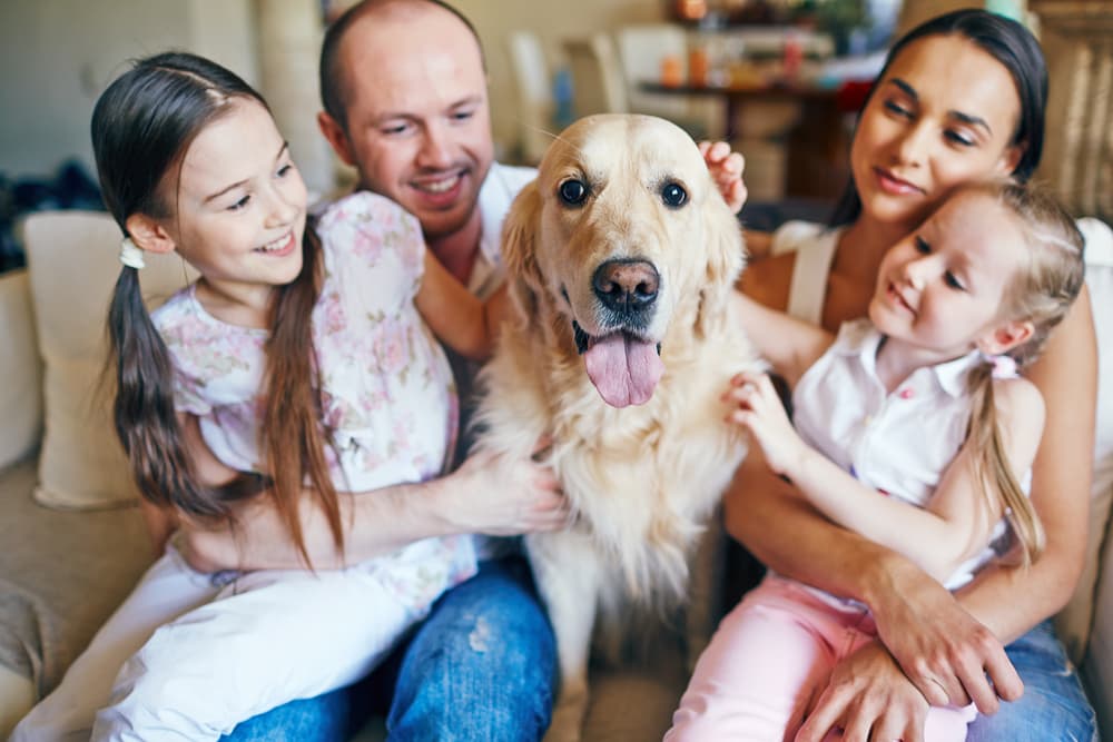 10 Questions about COVID-19 and Pets—Answered