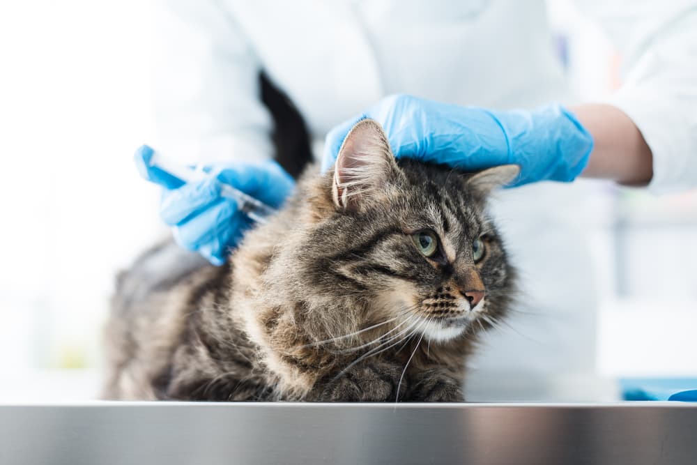 Veterinarian vaccinating a cat