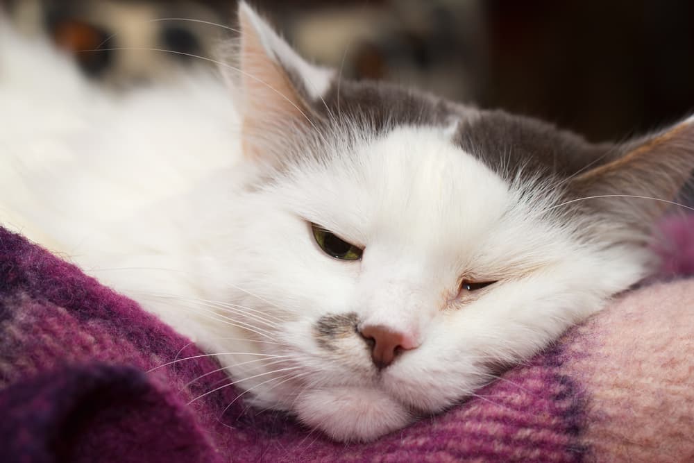 Cat not feeling well