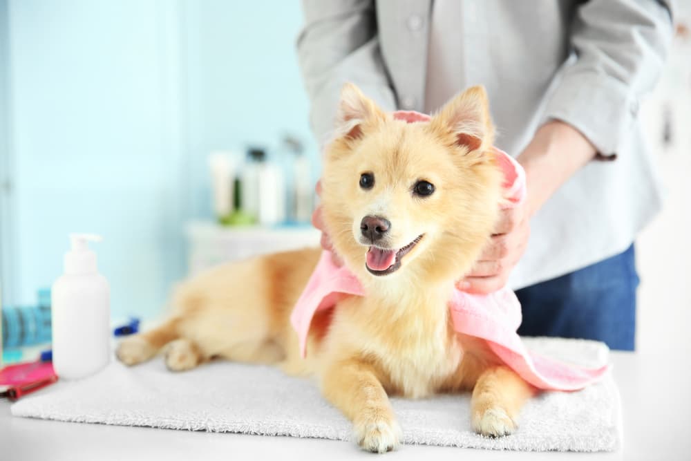 Dog Shedding: Why It Happens and When To Worry