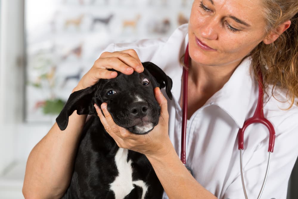 Veterinarian treating puppy