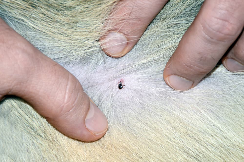 Tick embedded a dog, which can cause lyme disease