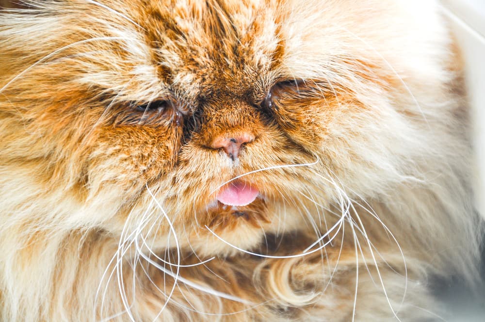 Respiratory Infections in Cats Respiratory Infections in Cats