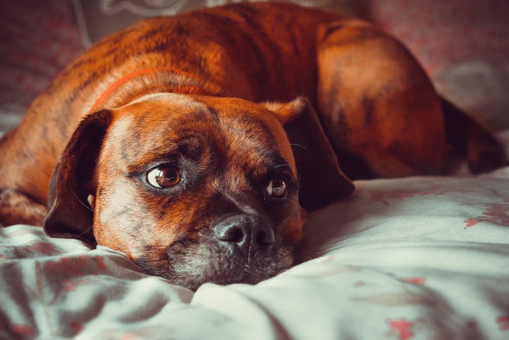 Can Dogs Cry?