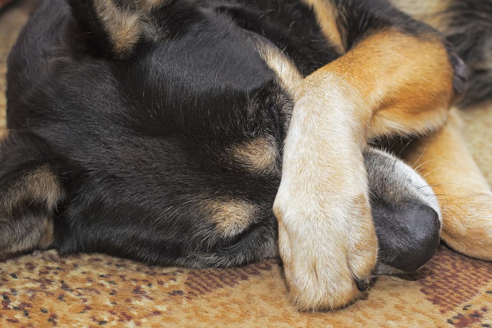 Dog covering eyes