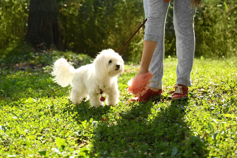 Dog owner picking up dog poop