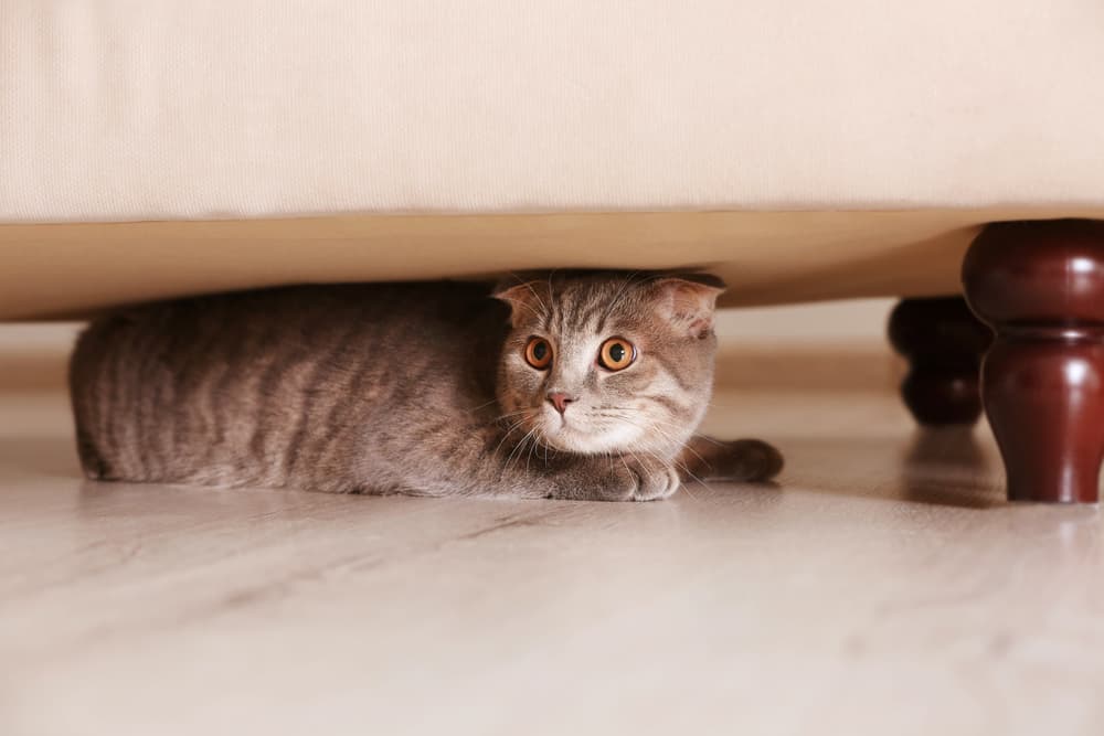cat hiding from people