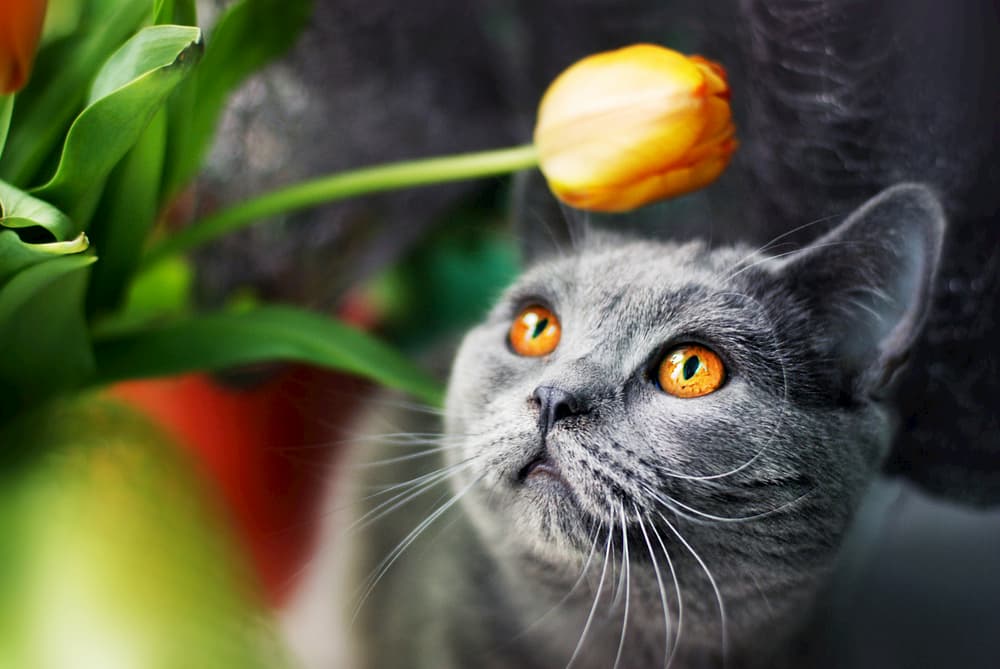 Cat looking at tulip