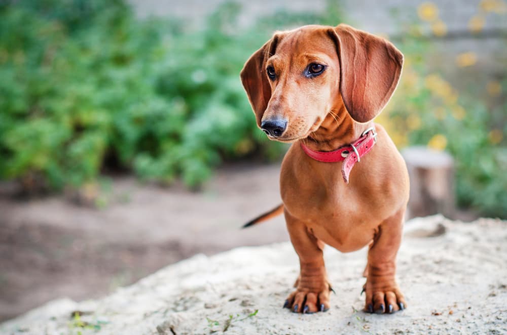 Dachshund dog